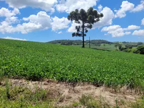 Terreno Figueira, Chapecó - SC — foto 1