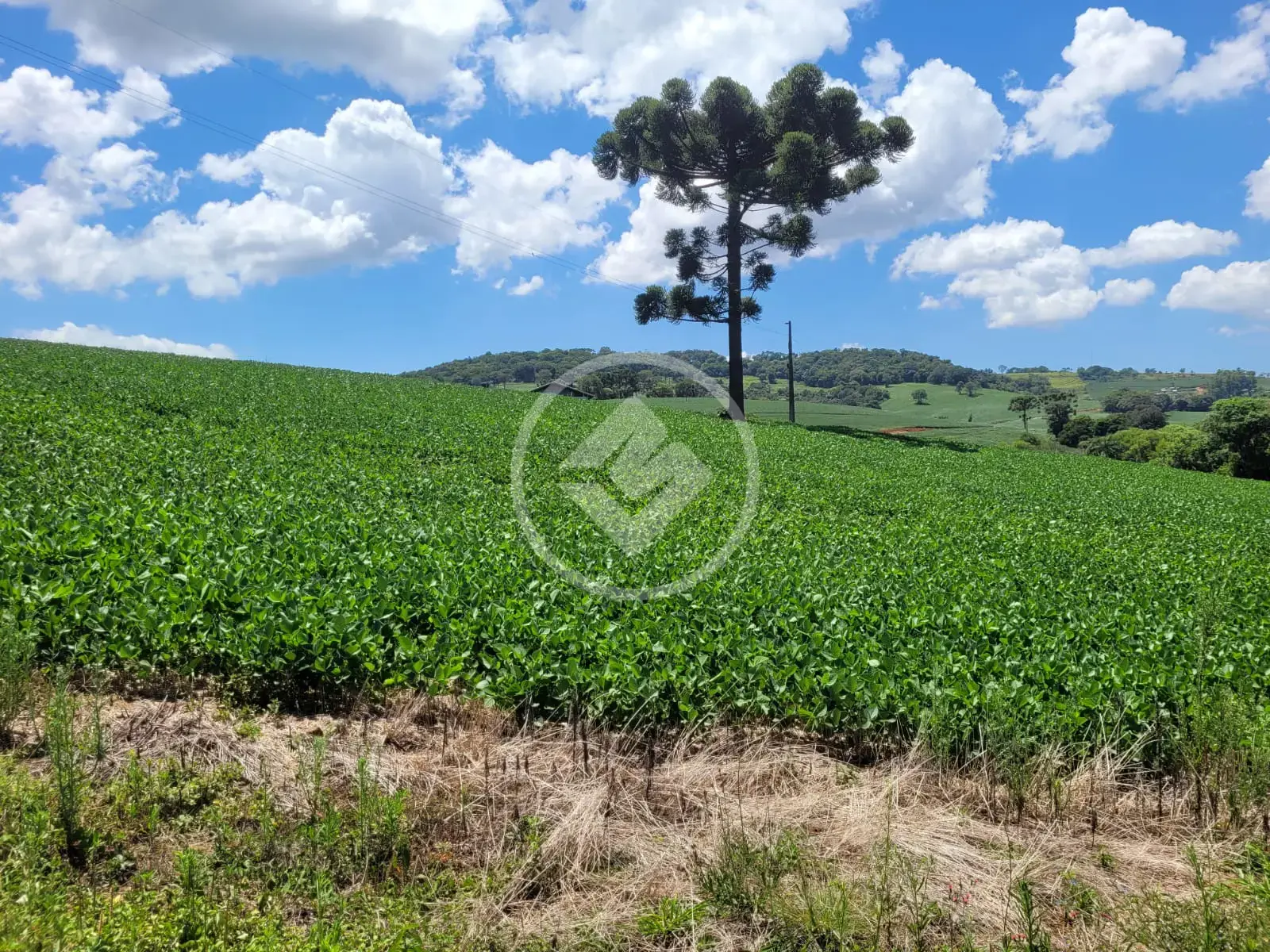 Imagem 1 - Terreno em Figueira, Chapecó - SC