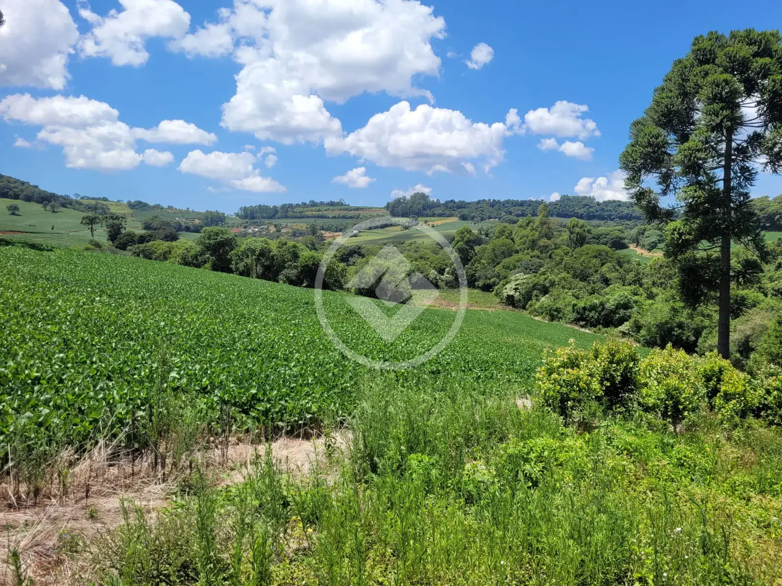 Imagem 1 - Terreno em Figueira, Chapecó - SC