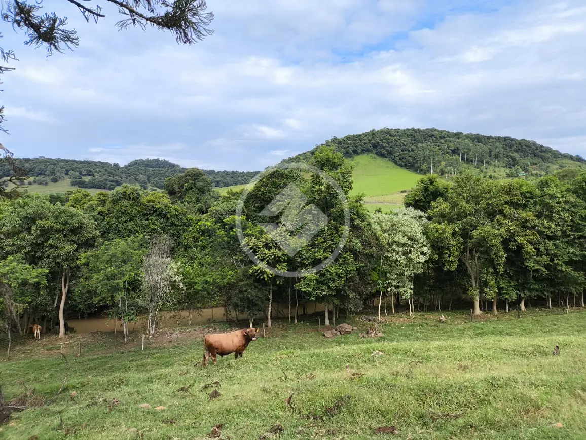 Imagem 3 - Chácara em Interior, Guatambú - SC