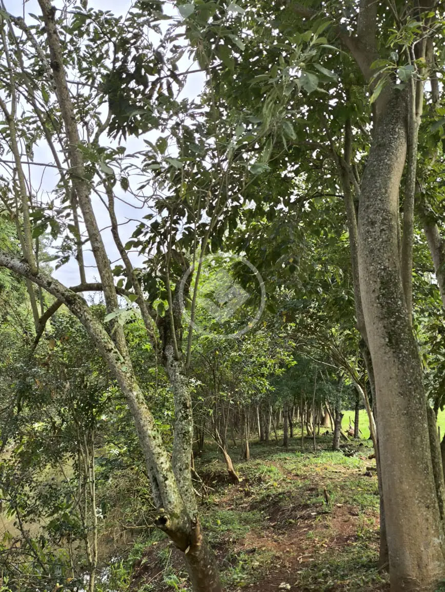 Imagem 2 - Chácara em Interior, Guatambú - SC