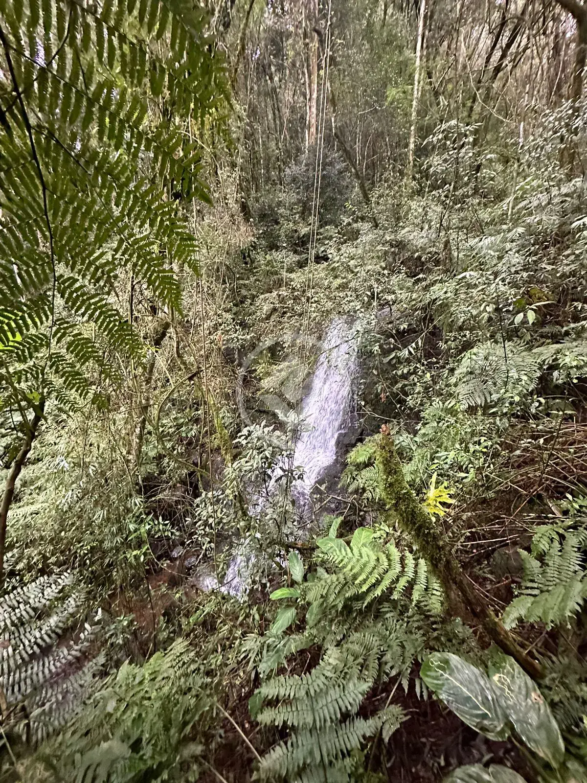 Imagem 3 - Chácara em Interior, Guatambú - SC