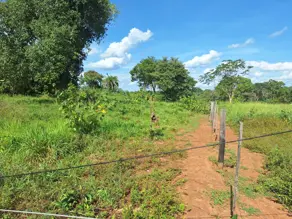 Imagem 5 - Sítio em CENTRO, Nossa Senhora do Livramento - MT