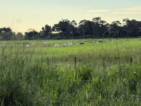 Fazenda Área Rural Poconé, Poconé - MT — foto 1