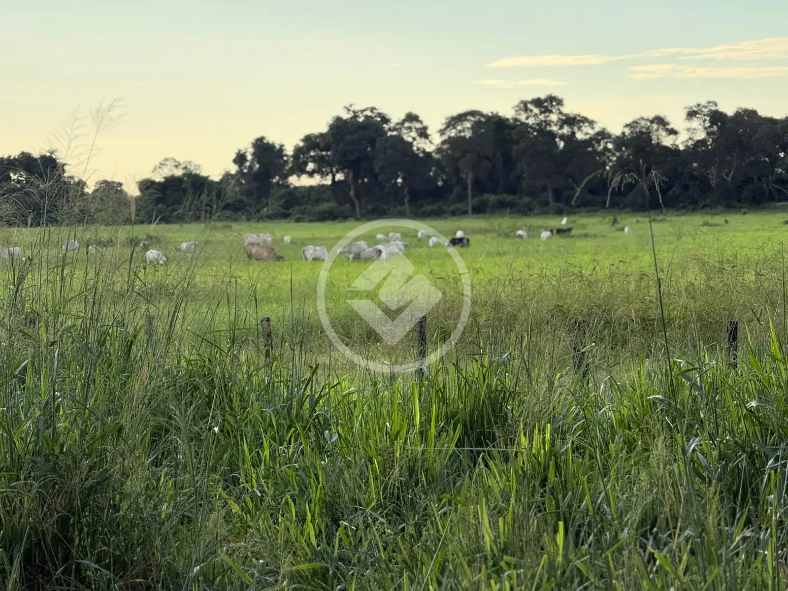 Imagem 1 - Fazenda em Área Rural Poconé, Poconé - MT