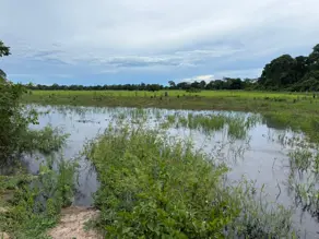 Imagem 2 - Fazenda em Área Rural Poconé, Poconé - MT