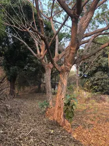 Imagem 2 - Terreno em Lixeira, Cuiabá - MT