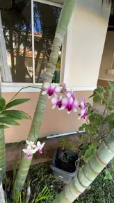 Imagem 2 - Casa Condomínio em Despraiado, Cuiabá - MT