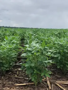 Fazenda Centro, Tapurah - MT — foto 2