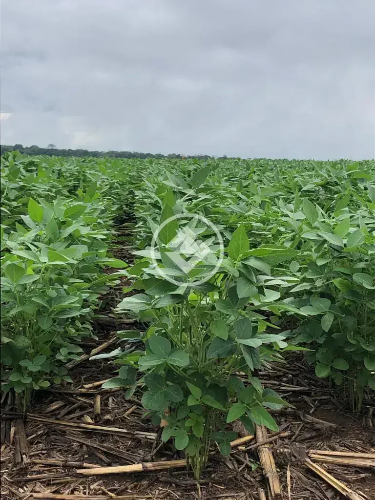 Image 2 - Fazenda em Centro, Tapurah - MT