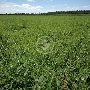 Imagem 3 - Fazenda em Centro, Tapurah - MT
