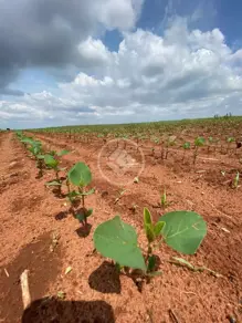 Imagem 5 - Fazenda em Centro, Tapurah - MT