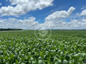 Imagem 2 - Fazenda em Centro, Tapurah - MT