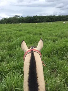 Imagem 4 - Fazenda em Area Rural, Rosário Oeste - MT