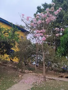 Imagem 2 - Chácara em CAPÃO GRANDE, Várzea Grande - MT