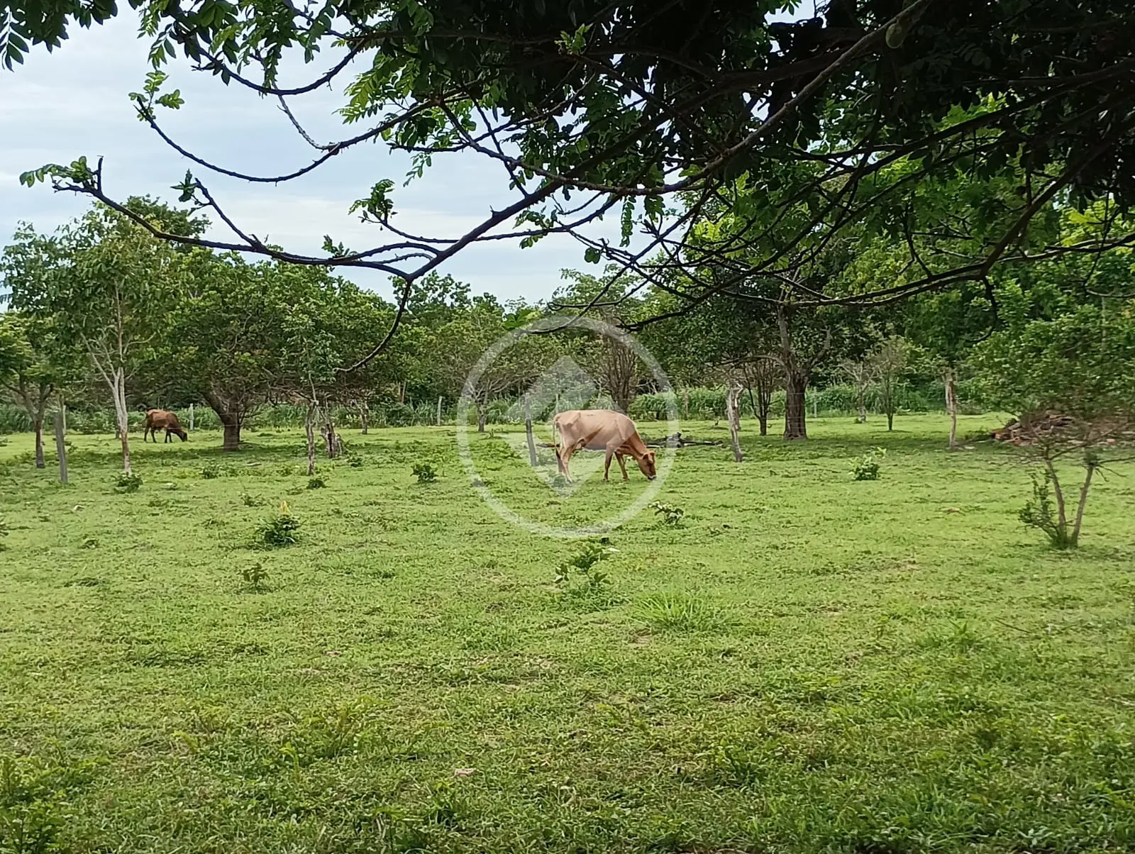 Imagem 6 - Sítio em ZONA RURAL, Cuiabá - MT