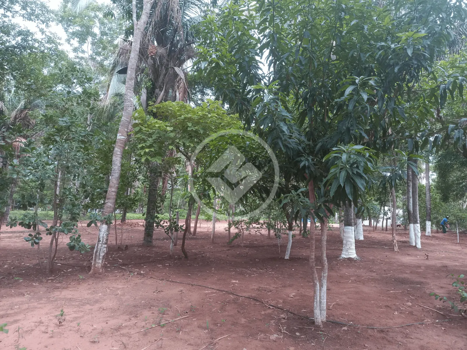 Imagem 2 - Chácara em Centro, Acorizal - MT