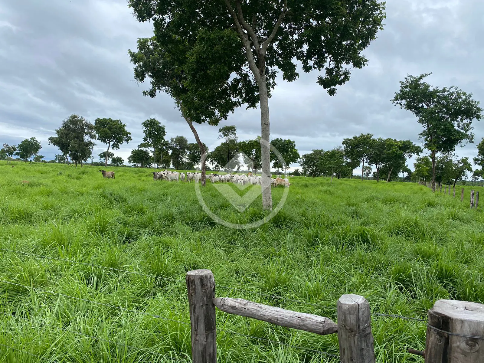 Imagem 1 - Fazenda em Garçês, Cáceres - MT