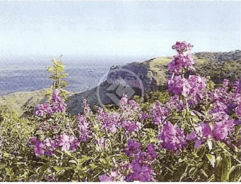 Imagem 1 - Terreno em R. do Aricás, Chapada dos Guimarães - MT