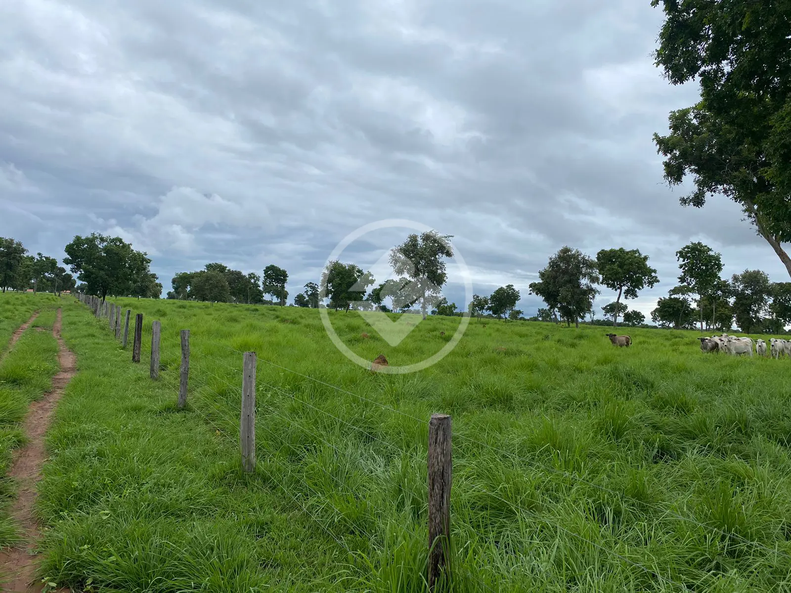 Imagem 1 - Fazenda em Garçês, Cáceres - MT