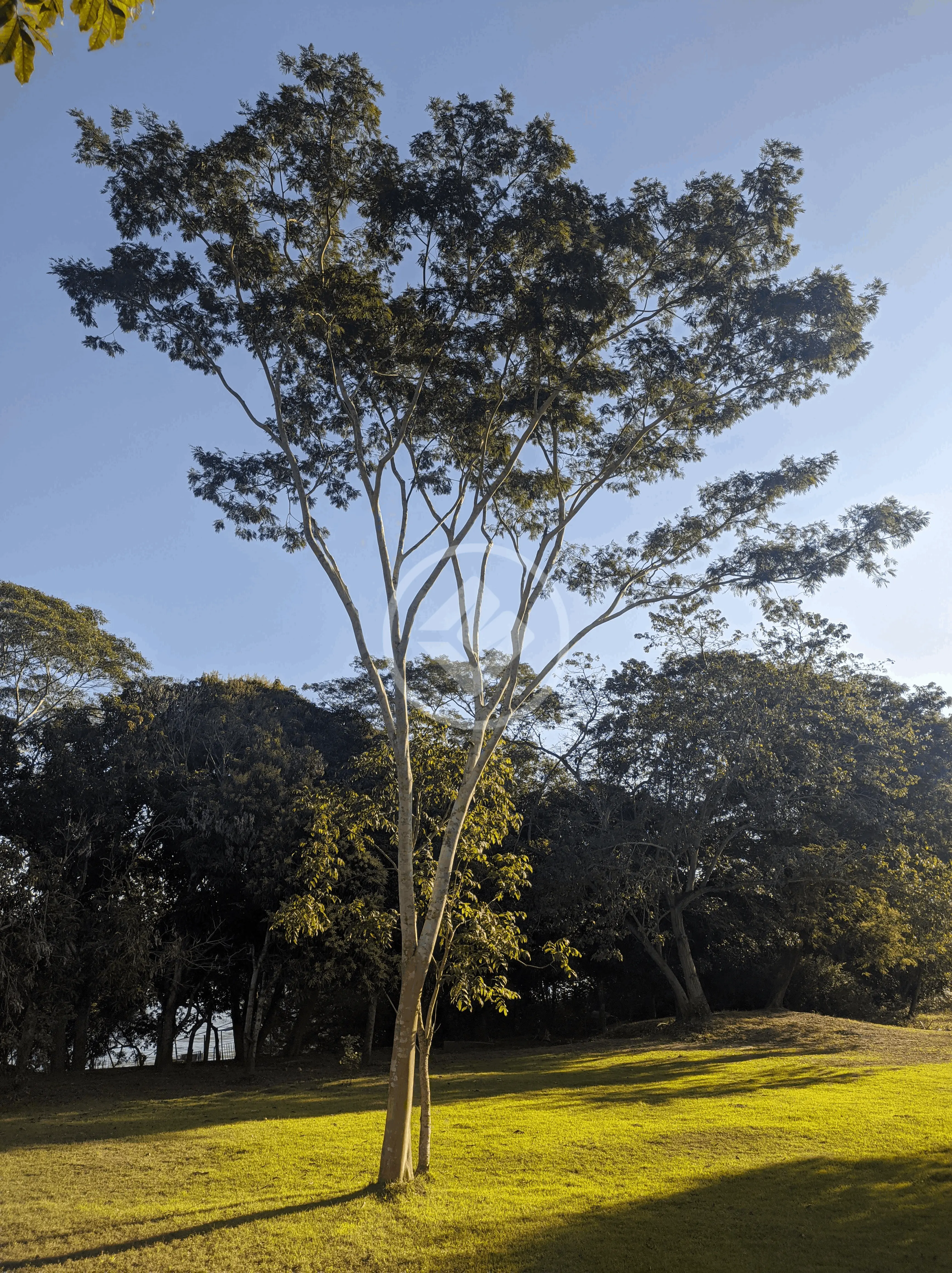 Imagem 3 - Chácara em NOVO TEMPO, Cuiabá - MT