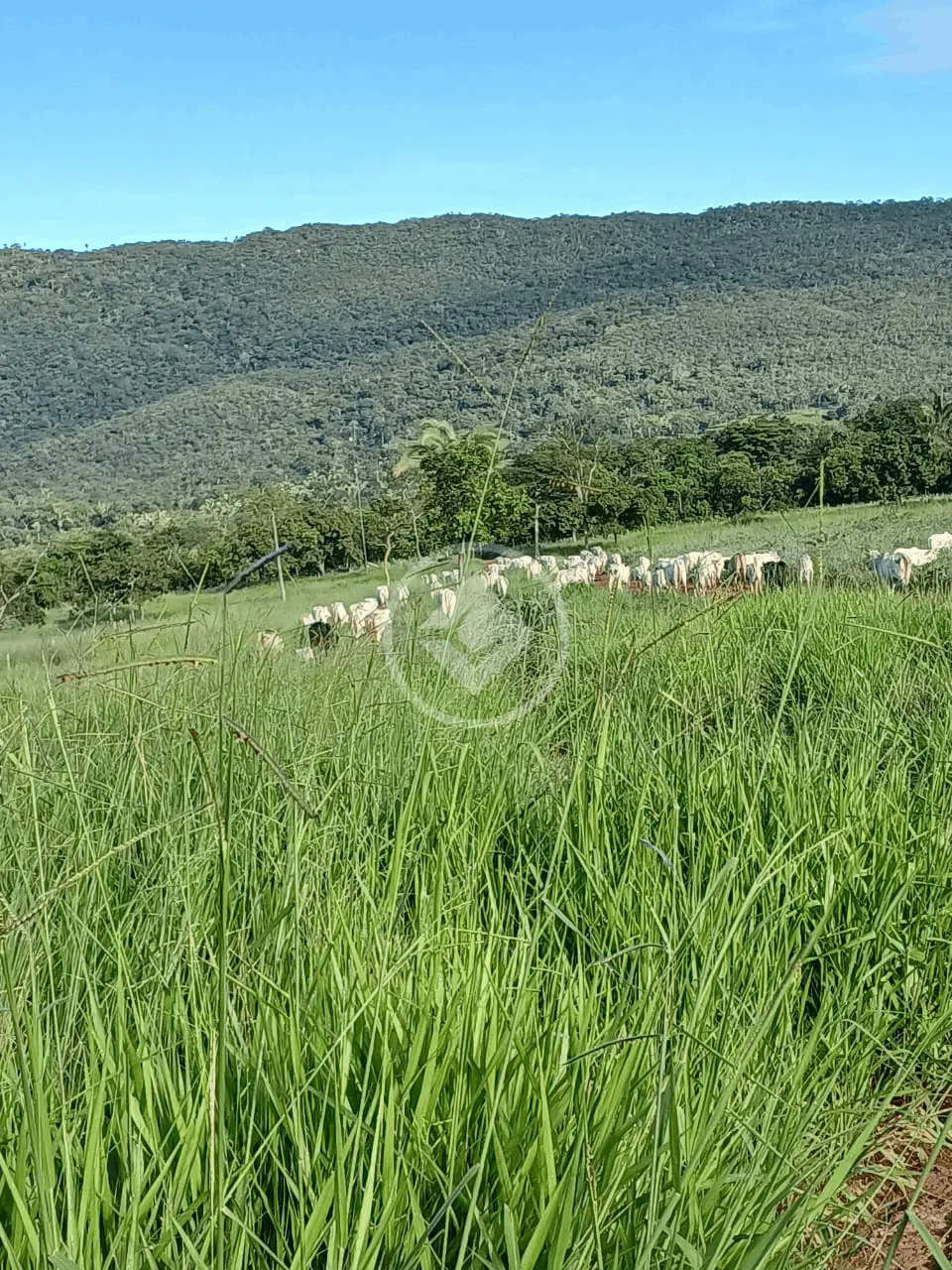 Imagem 1 - Sítio em Nova Era, Cáceres - MT