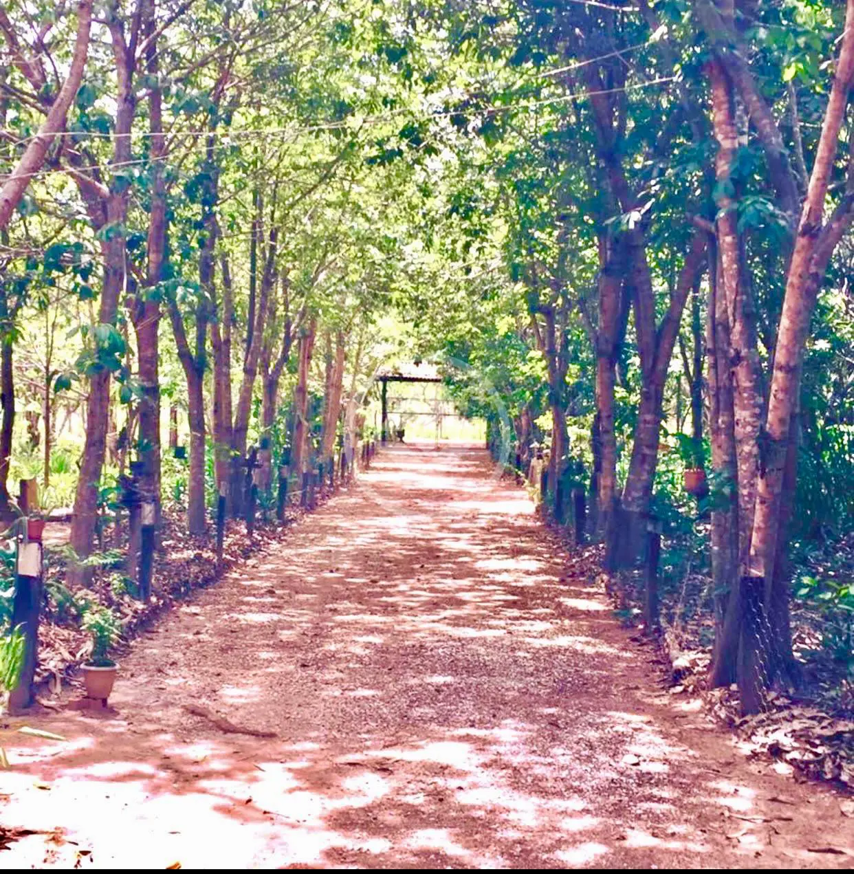 Imagem 1 - Chácara em CENTRO, Santo Antônio do Leste - MT