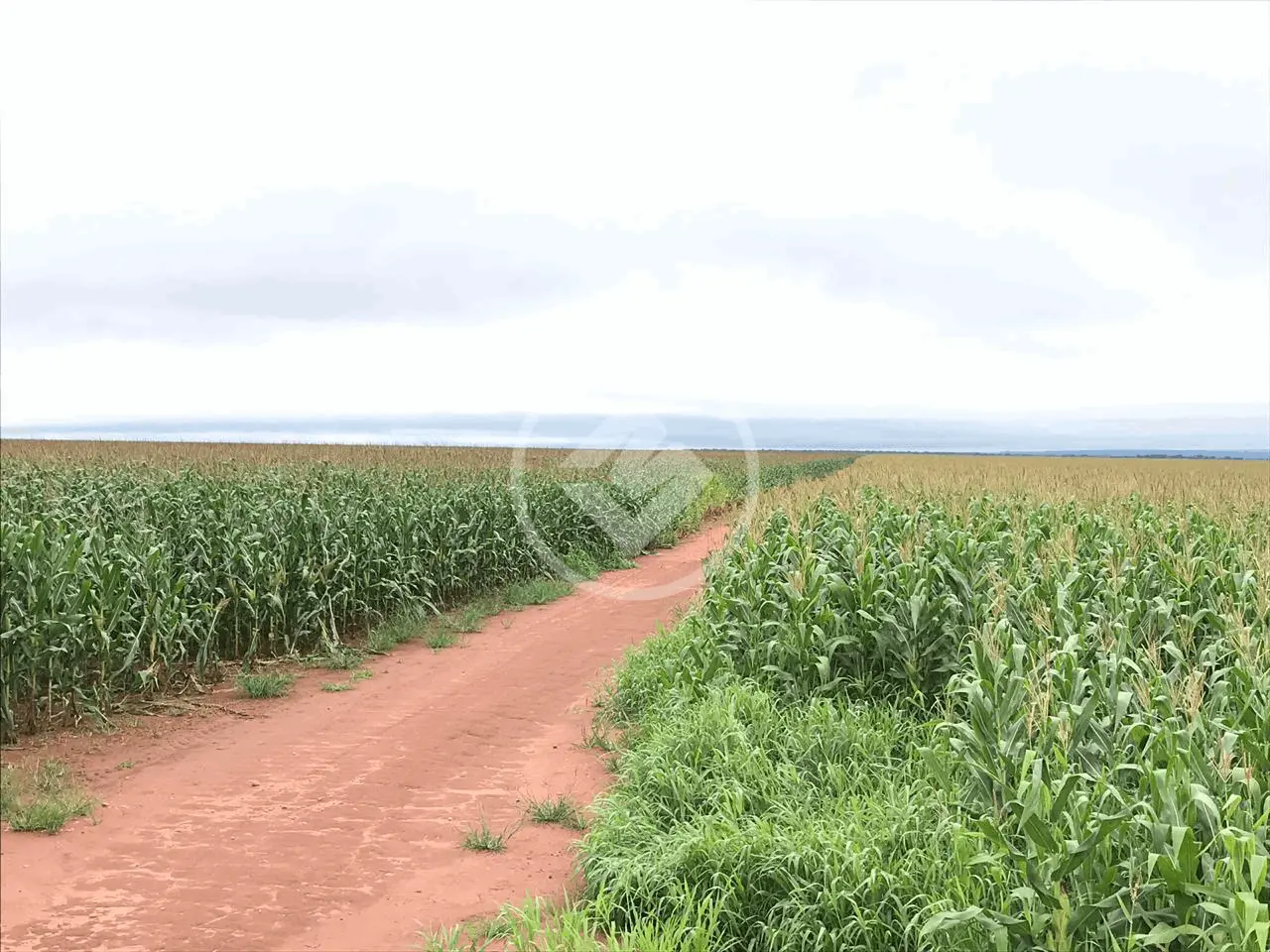 Imagem 5 - Fazenda em RURAL, Nova Mutum - MT