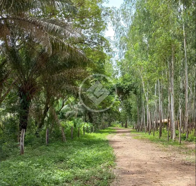 Imagem 4 - Fazenda em BAIRRO CONVERSAO, CIDADE CONVERSAO - MT