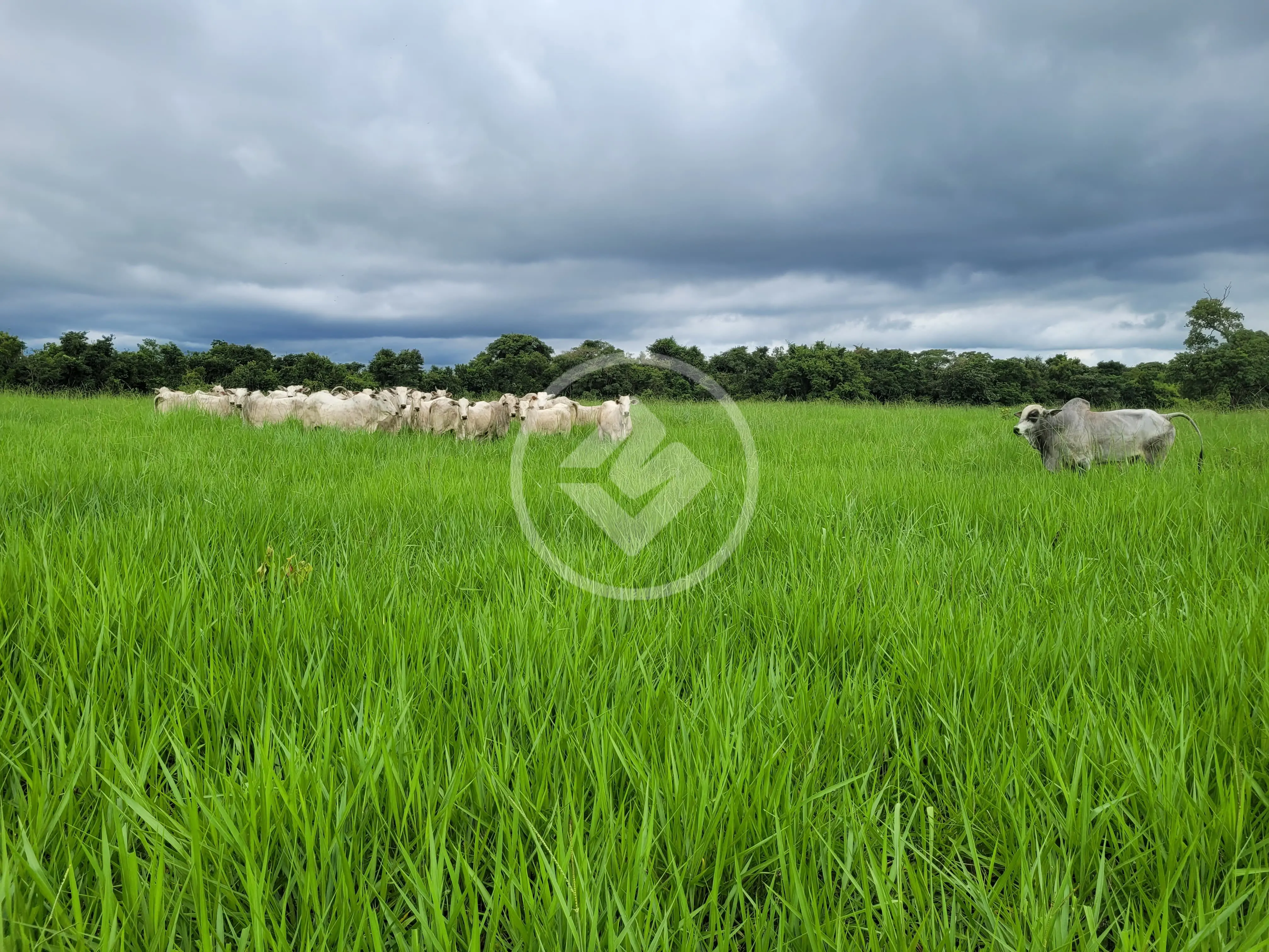 Sítio Área Rural de Cuiabá, Cuiabá - MT — foto 1