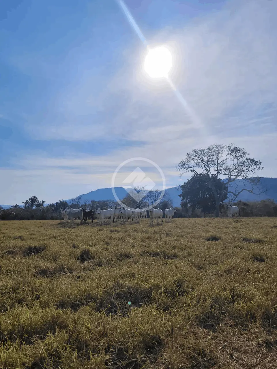 Image 17 - Fazenda em Jardim Paraiso, Cáceres - MT