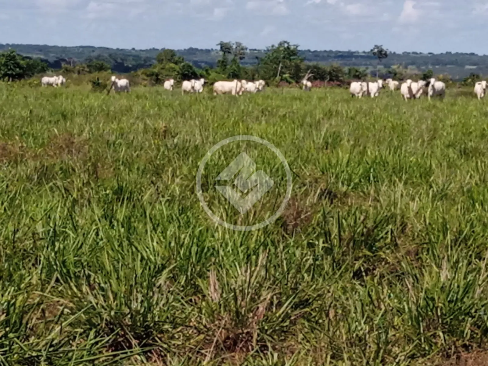 Fazenda Area Rural, Rosário Oeste - MT — foto 2