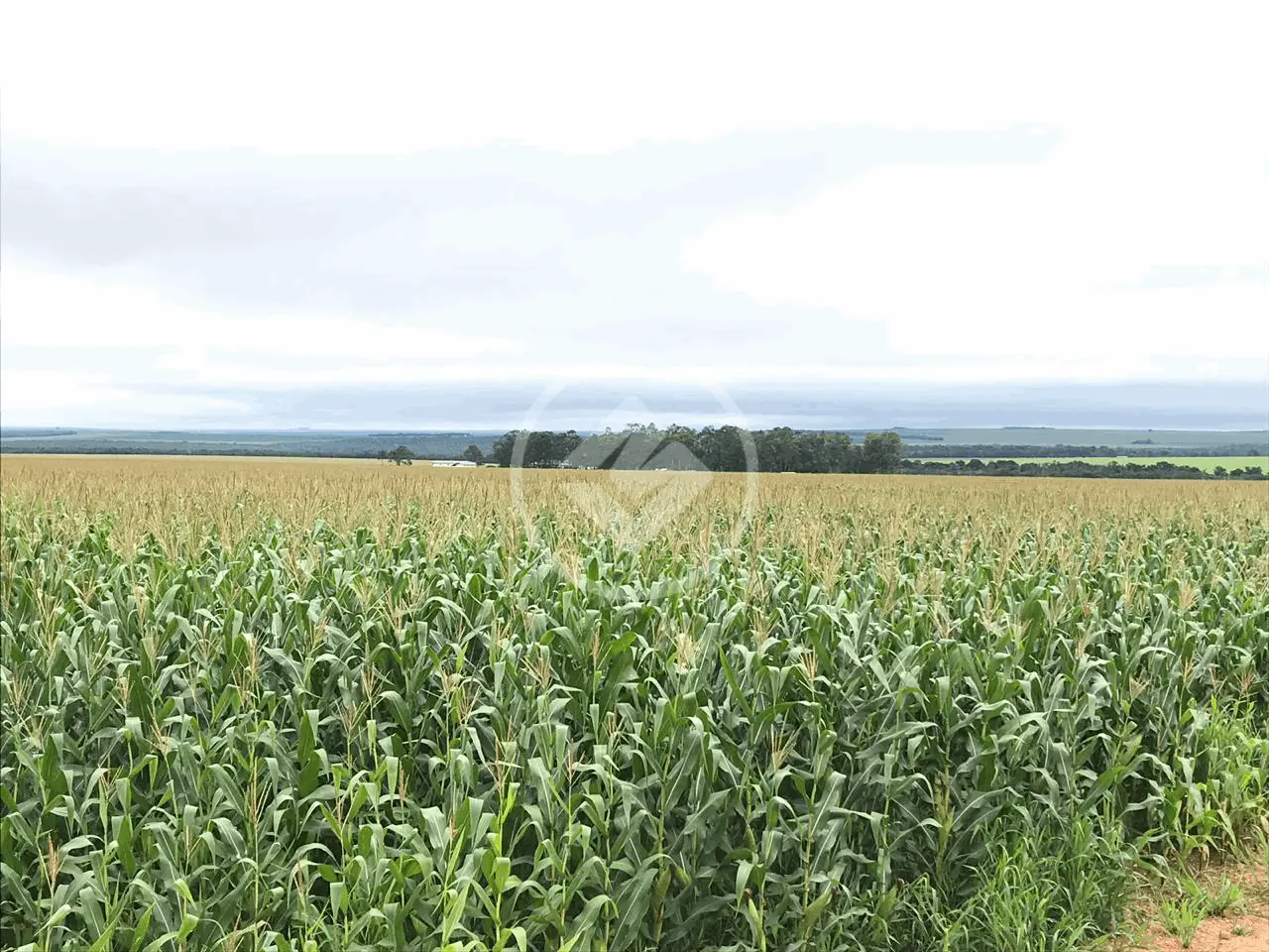 Fazenda RURAL, Nova Mutum - MT — foto 1