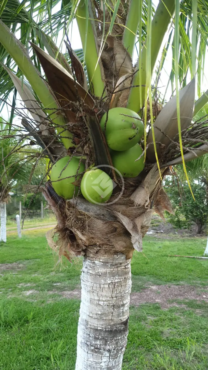 Imagem 6 - Chácara em Área Rural de Cuiabá, Cuiabá - MT