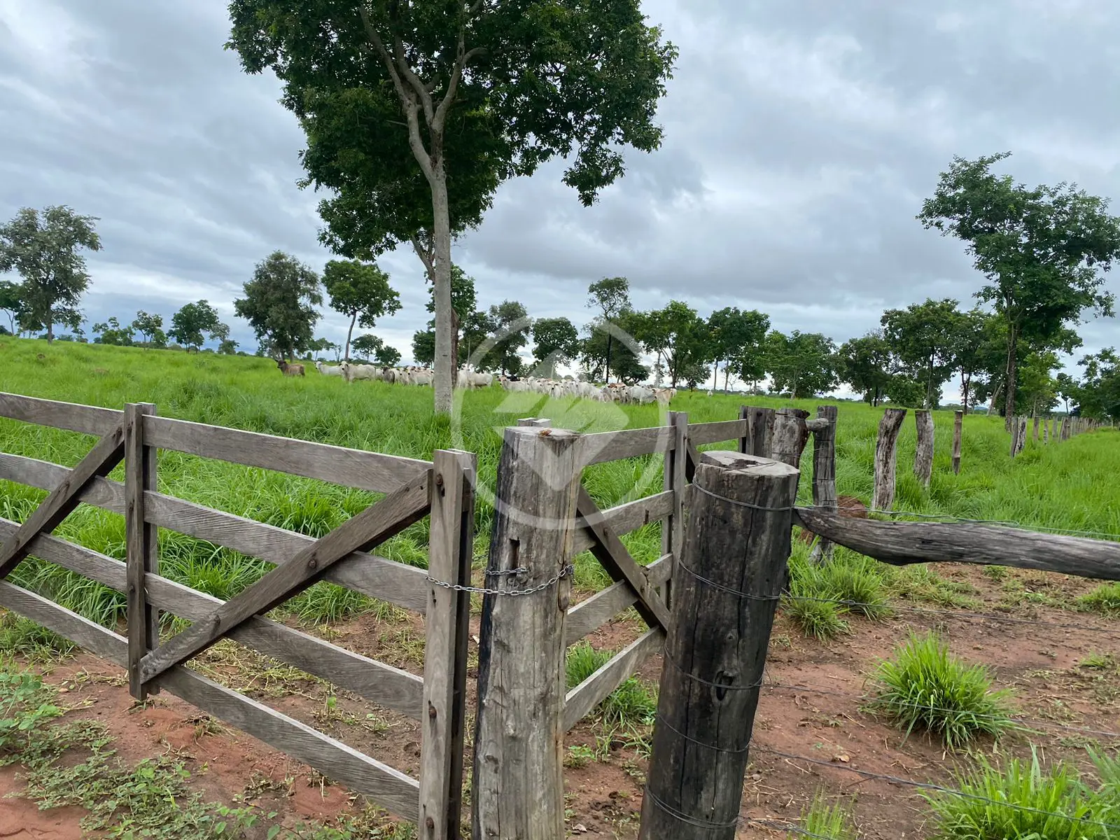 Imagem 2 - Fazenda em Garçês, Cáceres - MT