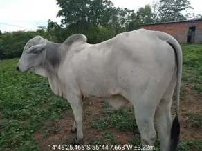 Imagem 2 - Fazenda em FLORADA DA SERRA, Chapada dos Guimarães - MT