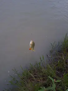 Imagem 2 - Chácara em Novo Mundo, Várzea Grande - MT