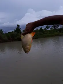 Imagem 4 - Chácara em Novo Mundo, Várzea Grande - MT