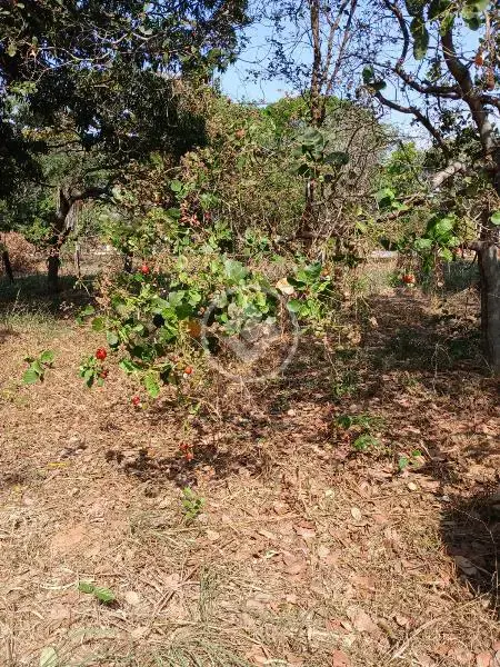 Image 13 - Chácara em Comunidade Parque Boa Vista, Várzea Grande - MT
