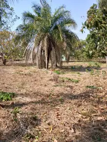 Imagem 3 - Chácara em Comunidade Parque Boa Vista, Várzea Grande - MT