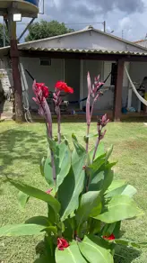 Imagem 4 - Casa em Centro, Chapada dos Guimarães - MT