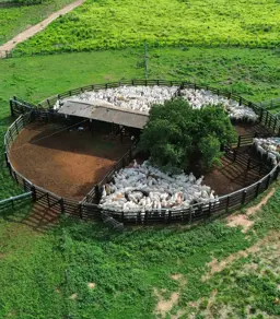 Imagem 2 - Fazenda em ZONA RURAL, Poconé - MT