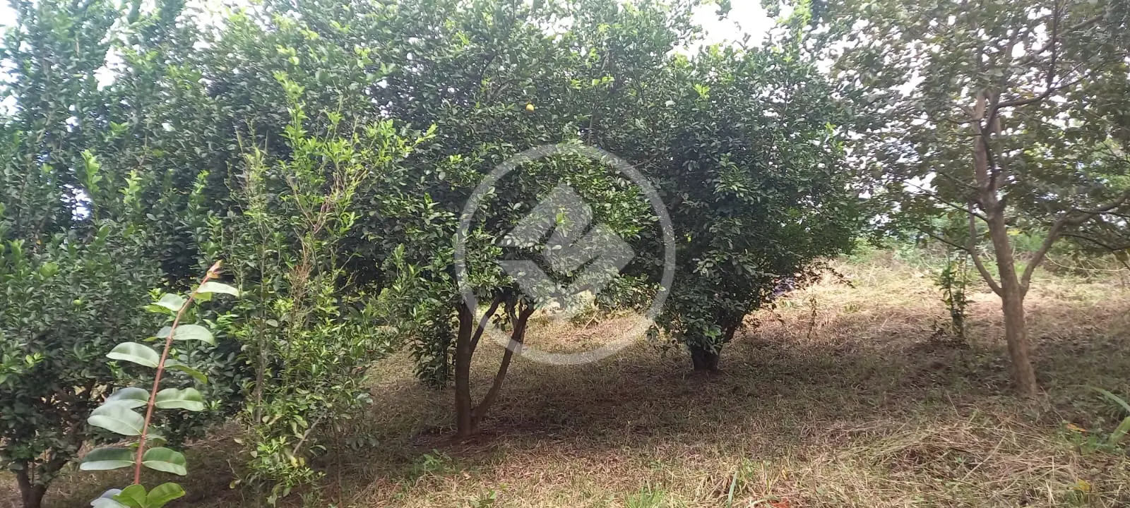 Imagem 3 - Chácara em Residencial Terra Santa, Trindade - GO