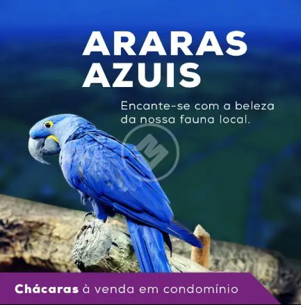 Imagem 5 - Chácara em Fazenda Recanto Sonhado, Bela Vista de Goiás - GO