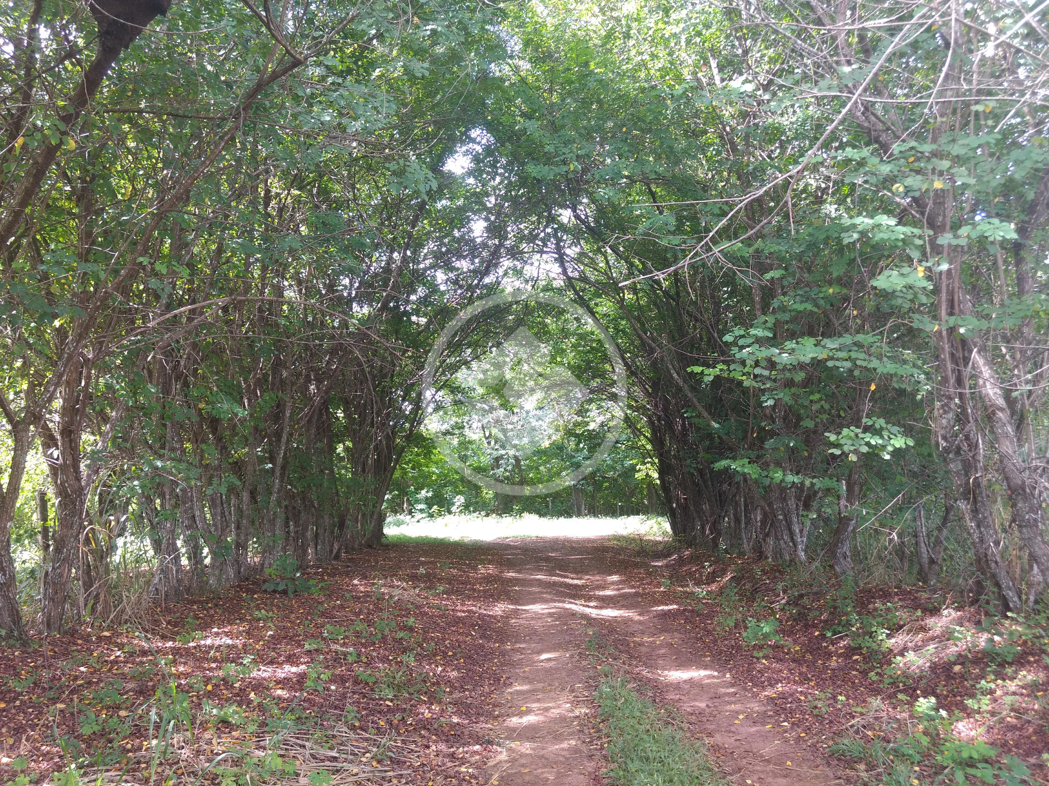 Imagem 4 - Fazenda em Zona Rural, Hidrolândia - GO