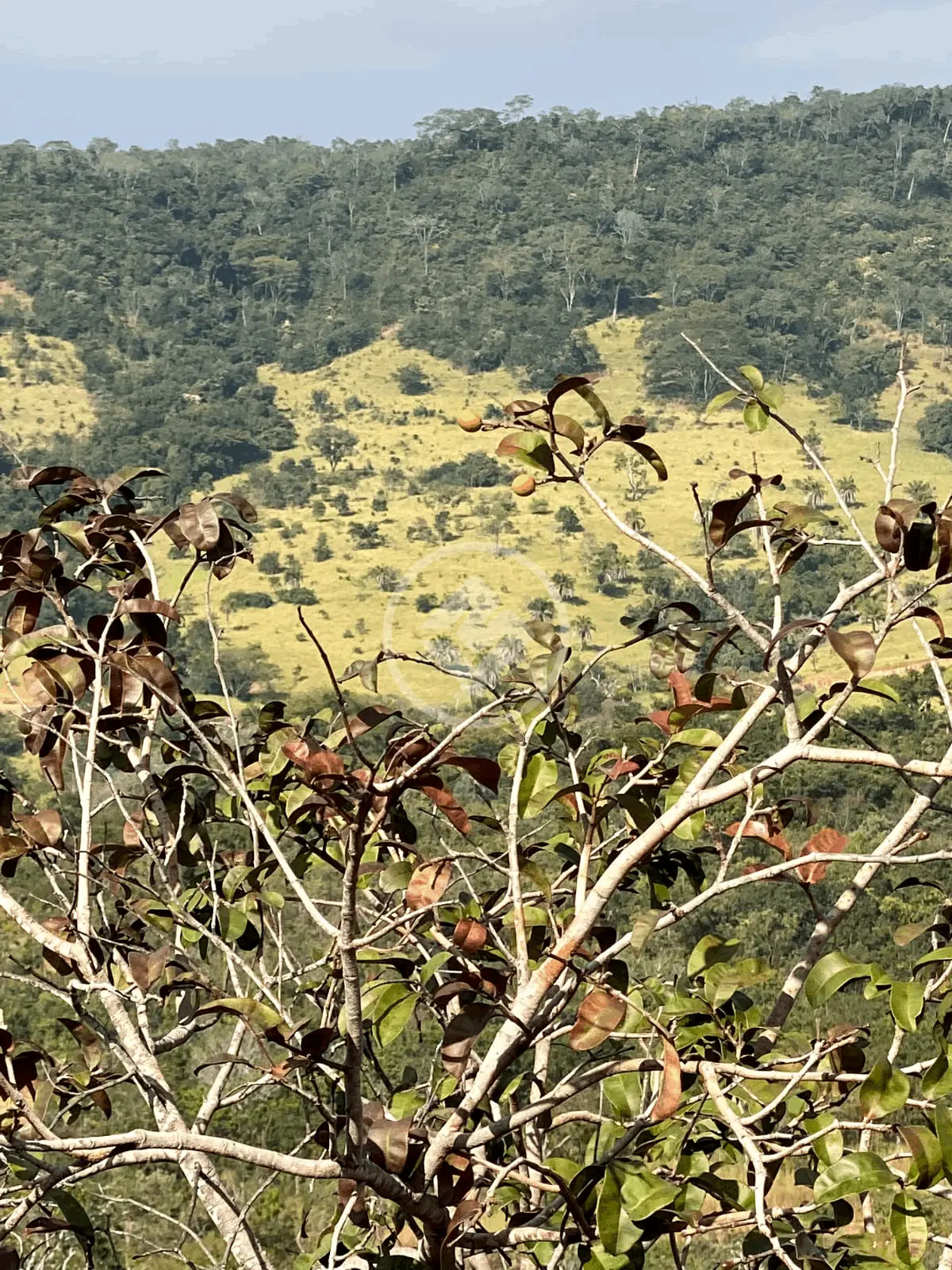 Imagem 2 - Fazenda em Zona Rural, Cromínia - GO