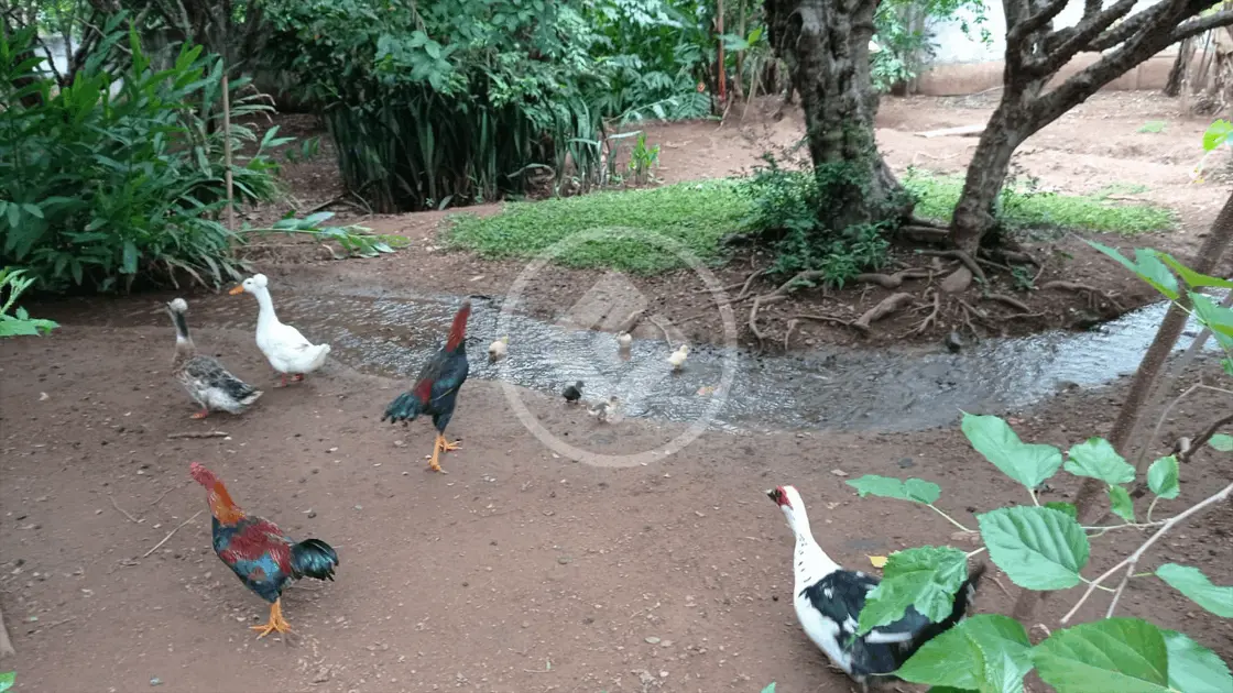 Imagem 2 - Chácara em Setor Central, Hidrolândia - GO