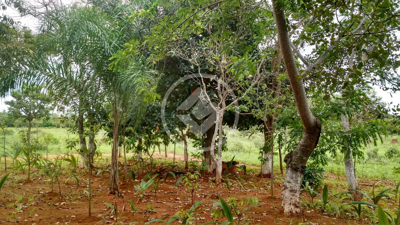Image 14 - Chácara em Parque das Acácias, Aragoiânia - GO