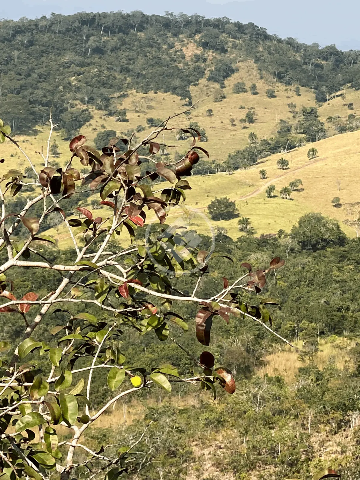 Fazenda Zona Rural, Cromínia - GO — foto 2