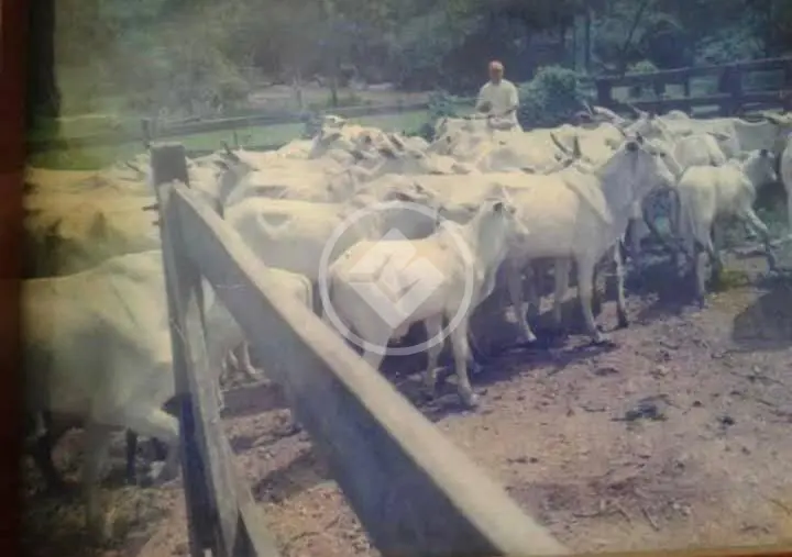 Imagem 6 - Fazenda em Setor Central, Santa Cruz de Goiás - GO
